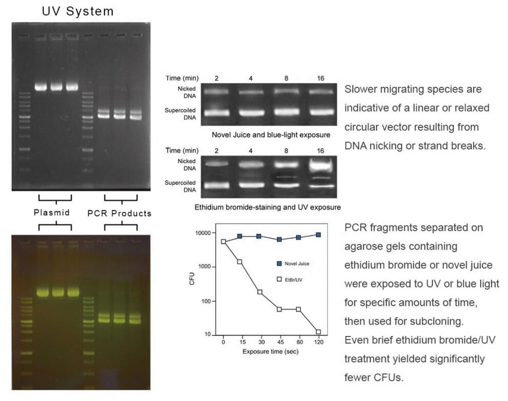 Novel Juice DNA Stain (A318982) | Antibodies.com