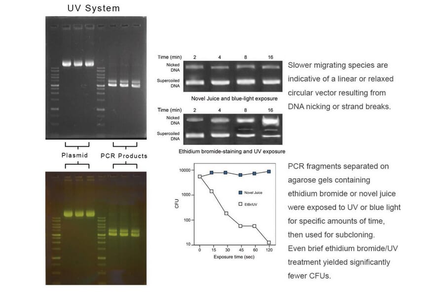 Agarose Gel Electrophoresis - Novel Juice DNA Stain (A318982) - Antibodies.com
