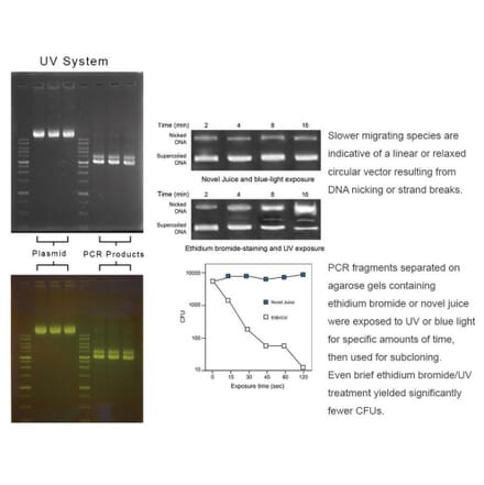 Agarose Gel Electrophoresis - Novel Juice DNA Stain (A318982) - Antibodies.com