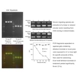 Agarose Gel Electrophoresis - Novel Juice DNA Stain (A318982) - Antibodies.com