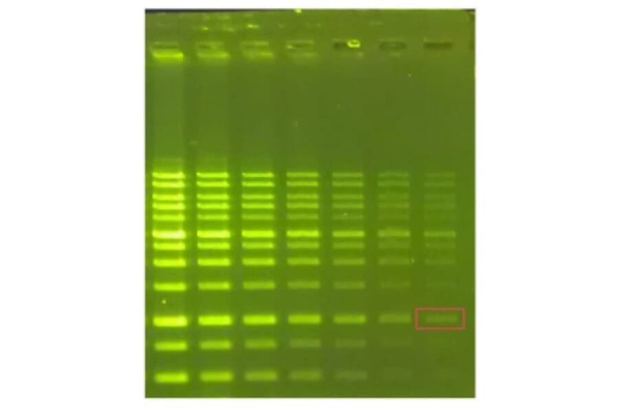 Agarose Gel Electrophoresis - Novel Green (10,000x) DNA Stain (A318983) - Antibodies.com