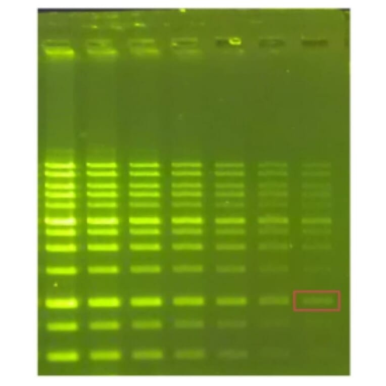 Agarose Gel Electrophoresis - Novel Green (10,000x) DNA Stain (A318983) - Antibodies.com