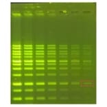 Agarose Gel Electrophoresis - Novel Green (10,000x) DNA Stain (A318983) - Antibodies.com