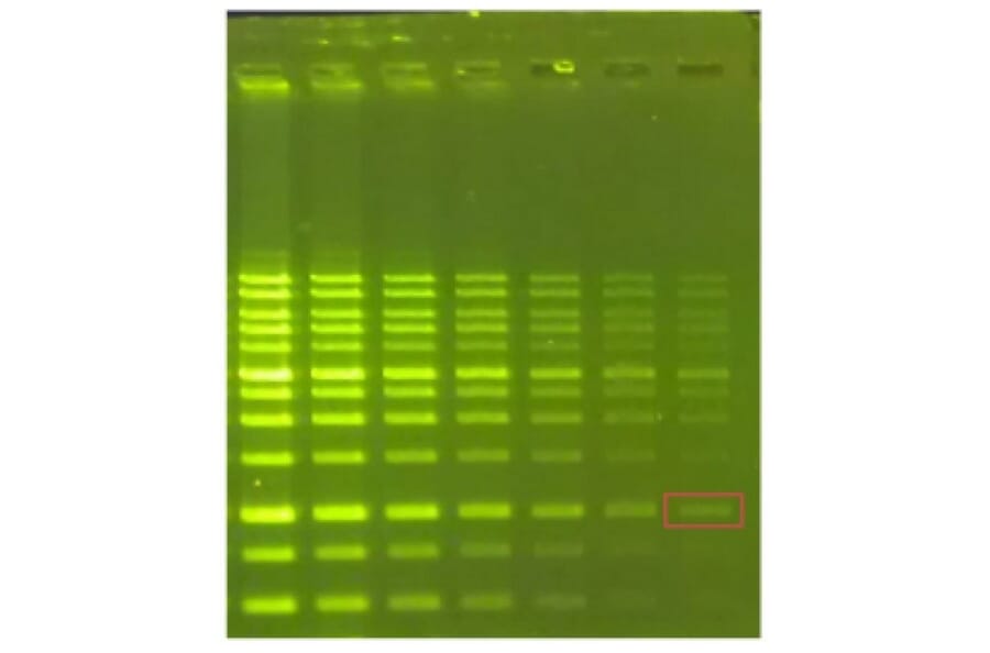 Agarose Gel Electrophoresis - Novel Green Plus (20,000X) DNA Stain (A318984) - Antibodies.com
