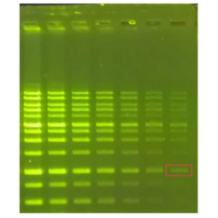 Agarose Gel Electrophoresis - Novel Green Plus (20,000X) DNA Stain (A318984) - Antibodies.com