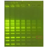 Agarose Gel Electrophoresis - Novel Green Plus (20,000X) DNA Stain (A318984) - Antibodies.com