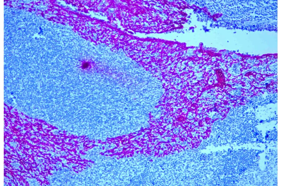 Immunohistochemistry - Mouse Alkaline Phosphatase (AP) Detection Reagent (A319538) - Antibodies.com