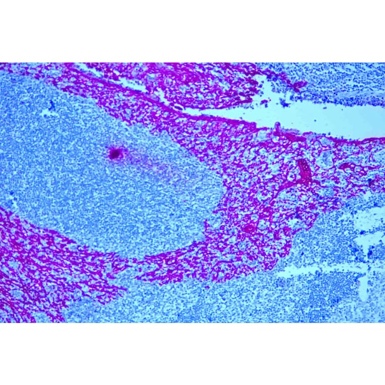 Immunohistochemistry - Mouse Alkaline Phosphatase (AP) Detection Reagent (A319538) - Antibodies.com