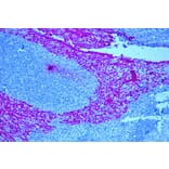 Immunohistochemistry - Mouse Alkaline Phosphatase (AP) Detection Reagent (A319538) - Antibodies.com
