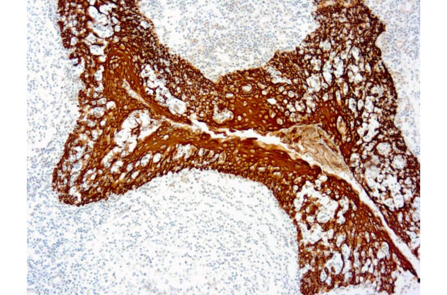 Immunohistochemistry - DAB Substrate (Stable) Kit (A319569) - Antibodies.com