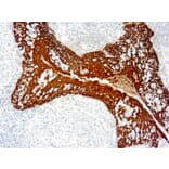 Immunohistochemistry - DAB Substrate (Stable) Kit (A319569) - Antibodies.com