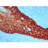 Immunohistochemistry - Mono AEC/Plus (A319572) - Antibodies.com