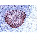 Immunohistochemistry - High Contrast DAB Kit (A319575) - Antibodies.com