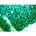 Immunohistochemistry - Alkaline Phosphatase (AP) Chromogen - Green Enhanced Kit (A319579) - Antibodies.com