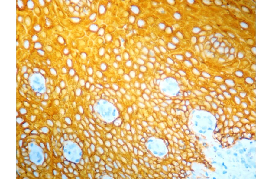 Immunohistochemistry - HRP Chromogen - Yellow Kit (A319580) - Antibodies.com