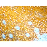 Immunohistochemistry - HRP Chromogen - Yellow Kit (A319580) - Antibodies.com