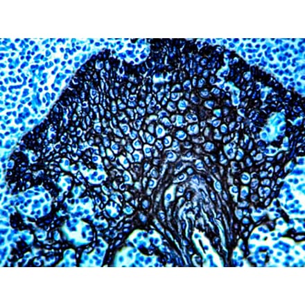 Immunohistochemistry - HRP Chromogen - Black Kit (A319581) - Antibodies.com