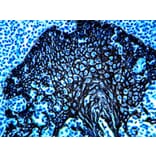 Immunohistochemistry - HRP Chromogen - Black Kit (A319581) - Antibodies.com