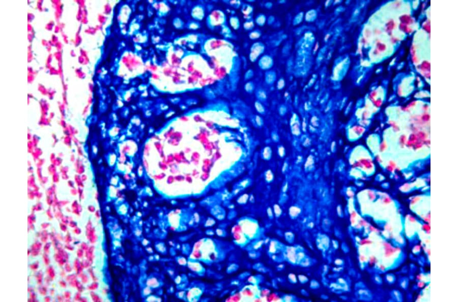 Immunohistochemistry - HRP Chromogen - Blue Kit (A319582) - Antibodies.com