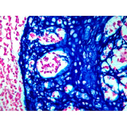 Immunohistochemistry - HRP Chromogen - Blue Kit (A319582) - Antibodies.com