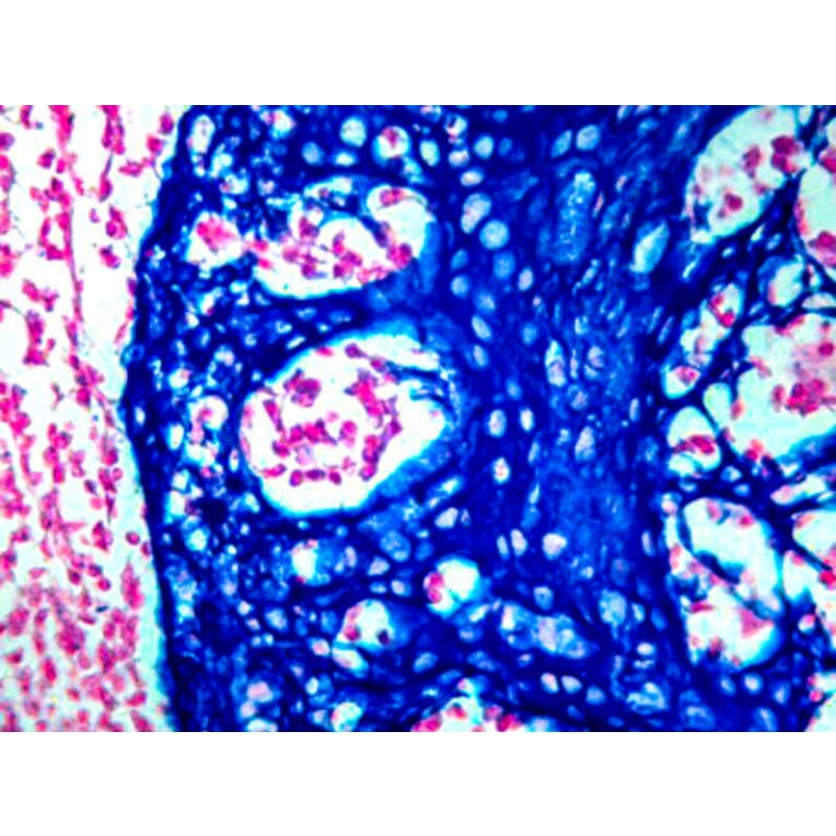 Immunohistochemistry - HRP Chromogen - Blue Kit (A319582) - Antibodies.com