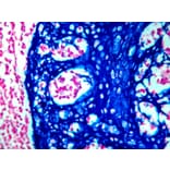 Immunohistochemistry - HRP Chromogen - Blue Kit (A319582) - Antibodies.com