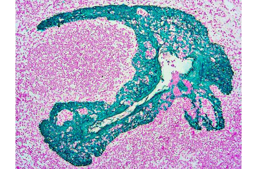 Immunohistochemistry - HRP Chromogen - Green Kit (A319586) - Antibodies.com