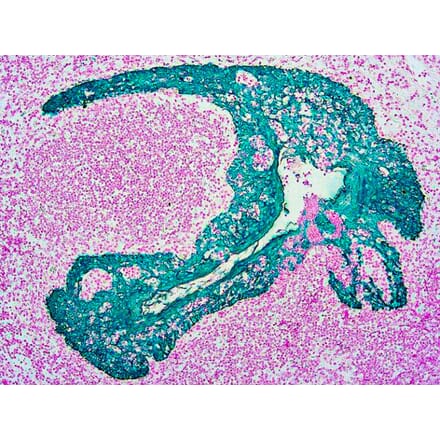 Immunohistochemistry - HRP Chromogen - Green Kit (A319586) - Antibodies.com