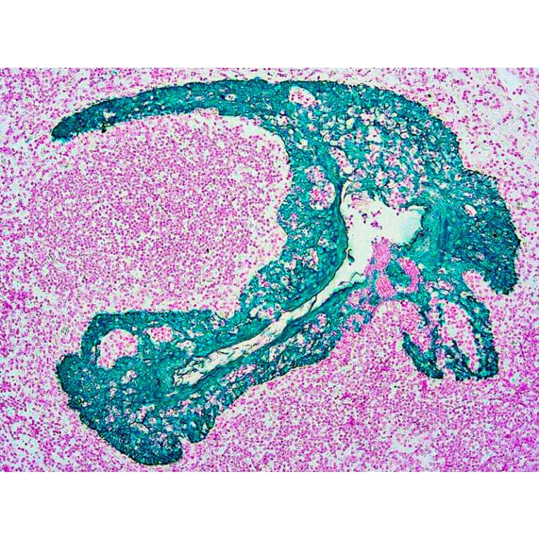 Immunohistochemistry - HRP Chromogen - Green Kit (A319586) - Antibodies.com