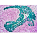 Immunohistochemistry - HRP Chromogen - Green Kit (A319586) - Antibodies.com