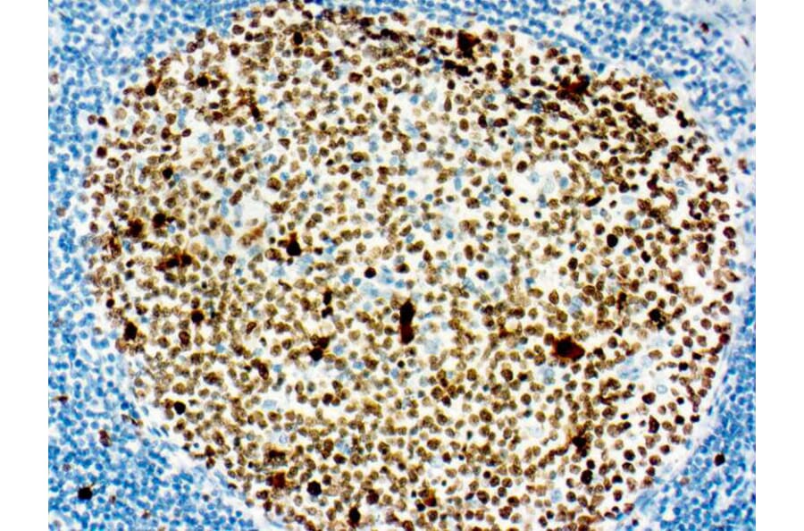 Immunohistochemistry - DAB Auto Kit (A319590) - Antibodies.com