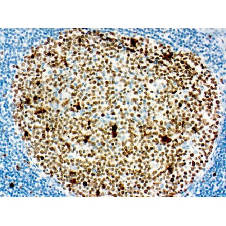 Immunohistochemistry - DAB Auto Kit (A319590) - Antibodies.com