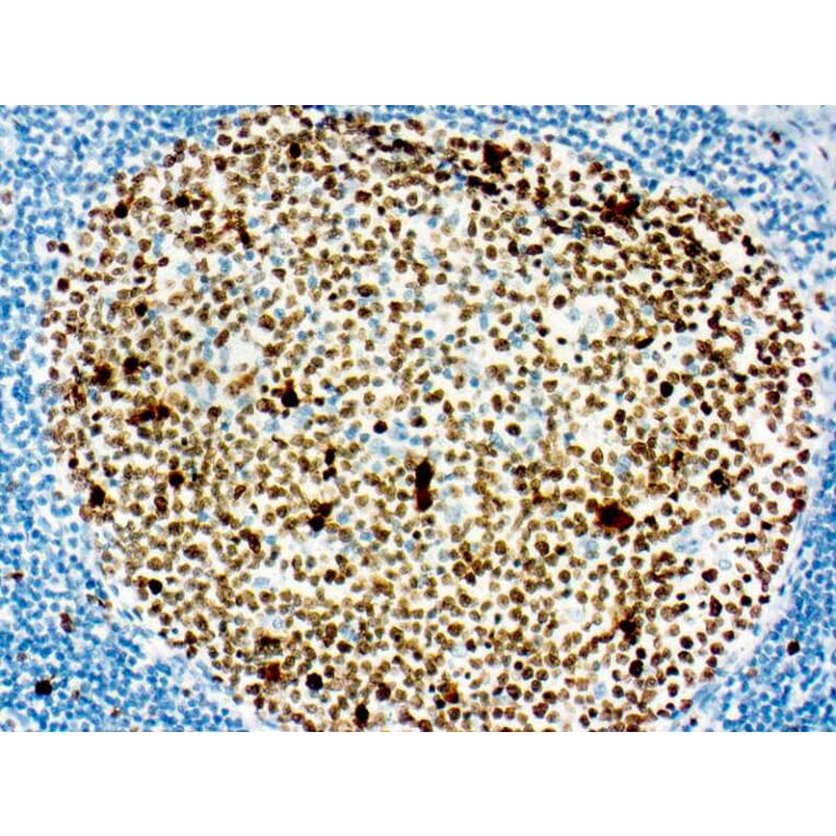 Immunohistochemistry - DAB Auto Kit (A319590) - Antibodies.com