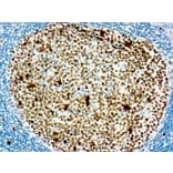 Immunohistochemistry - DAB Auto Kit (A319590) - Antibodies.com
