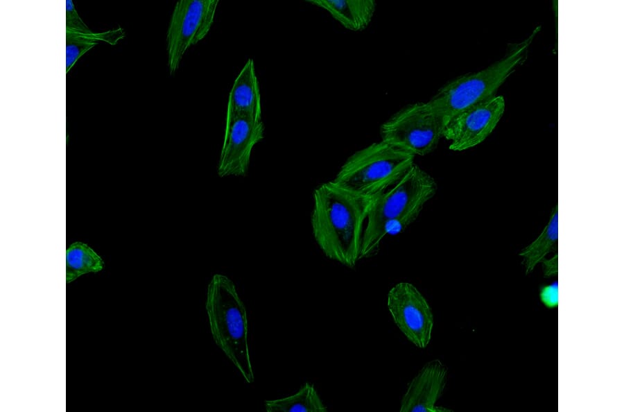 Immunocytochemistry - Fluorescent Dye 488 labelled Phalloidin (A319600) - Antibodies.com