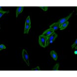 Immunocytochemistry - Fluorescent Dye 488 labelled Phalloidin (A319600) - Antibodies.com