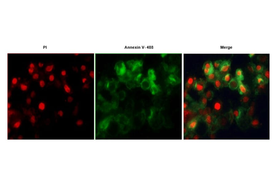 Immunocytochemistry - Annexin Fluorescent Dye 488 Labelled / PI Apoptosis Detection Kit (A319604) - Antibodies.com