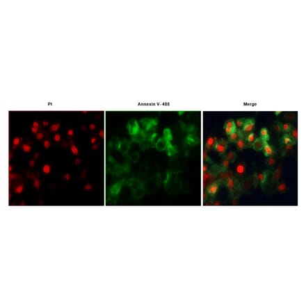 Immunocytochemistry - Annexin Fluorescent Dye 488 Labelled / PI Apoptosis Detection Kit (A319604) - Antibodies.com