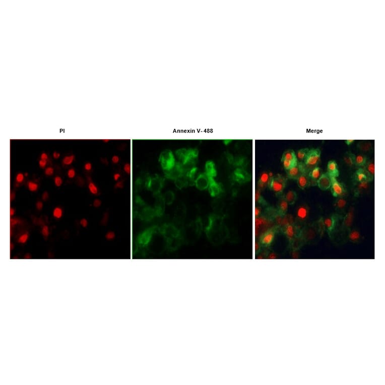 Immunocytochemistry - Annexin Fluorescent Dye 488 Labelled / PI Apoptosis Detection Kit (A319604) - Antibodies.com