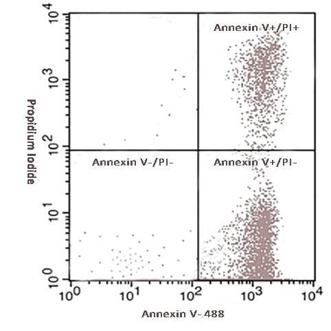 Annexin Fluorescent Dye 488 Labelled / PI Apoptosis Detection Kit