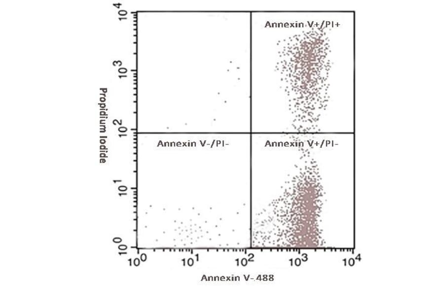 Immunocytochemistry - Annexin Fluorescent Dye 488 Labelled / PI Apoptosis Detection Kit (A319604) - Antibodies.com