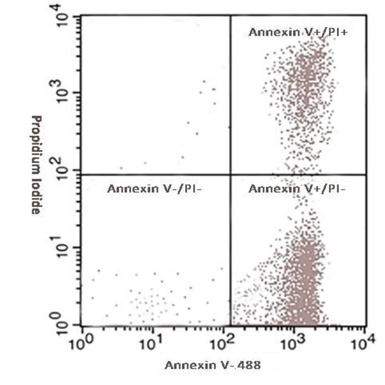 Immunocytochemistry - Annexin Fluorescent Dye 488 Labelled / PI Apoptosis Detection Kit (A319604) - Antibodies.com