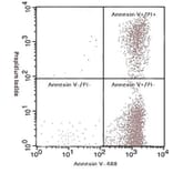 Immunocytochemistry - Annexin Fluorescent Dye 488 Labelled / PI Apoptosis Detection Kit (A319604) - Antibodies.com