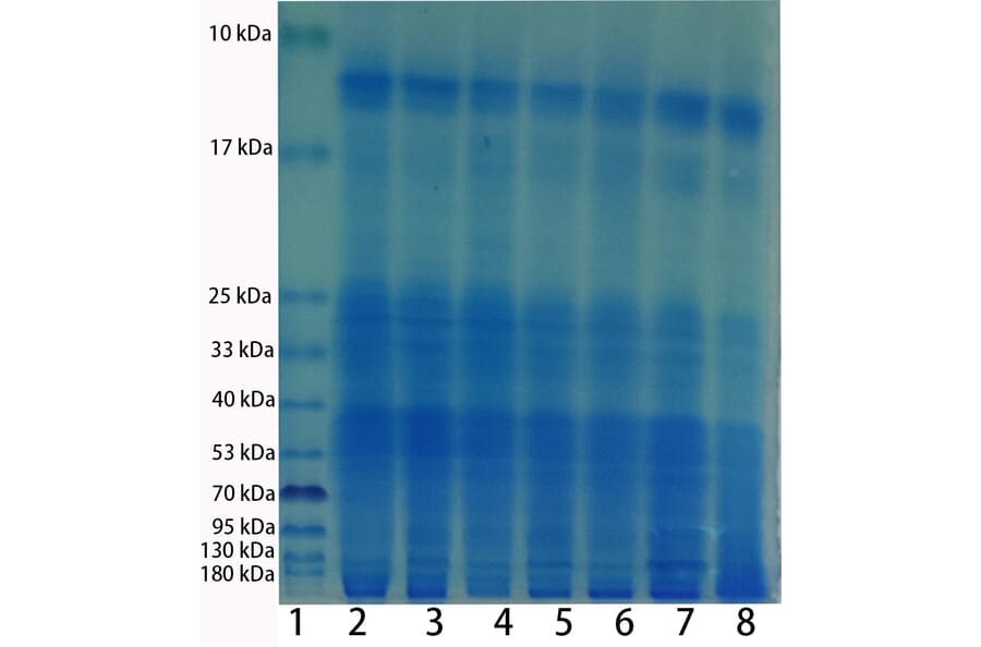 SDS-PAGE - Total Protein Extraction Kit for Animal Cultured Cells/Tissues (A319607) - Antibodies.com