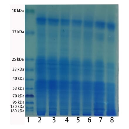 SDS-PAGE - Total Protein Extraction Kit for Animal Cultured Cells/Tissues (A319607) - Antibodies.com