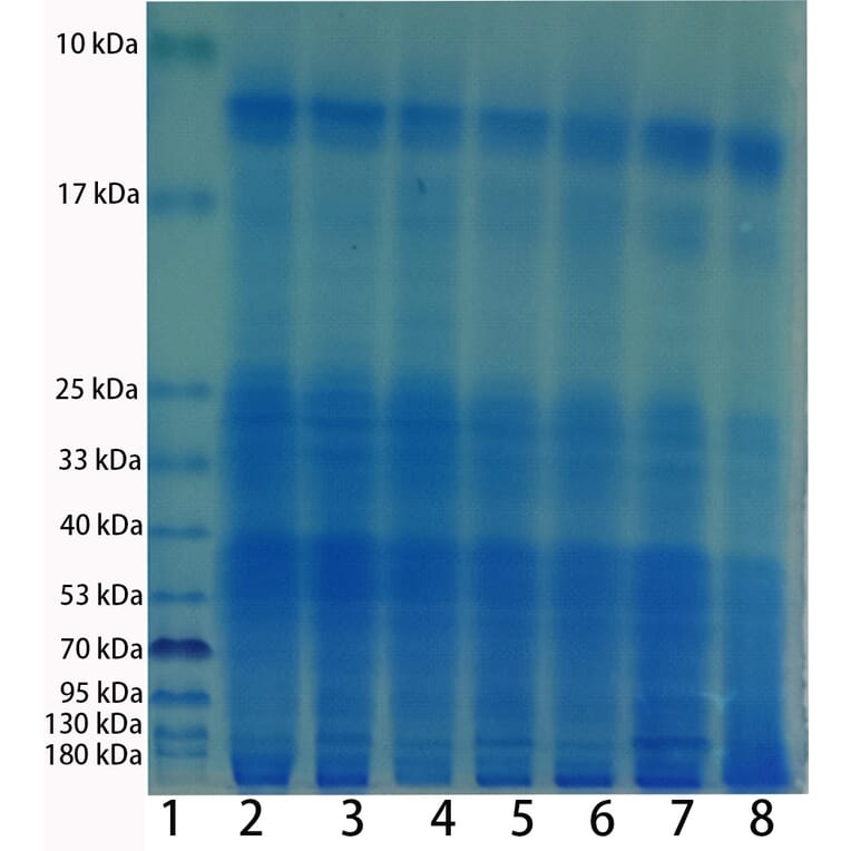 SDS-PAGE - Total Protein Extraction Kit for Animal Cultured Cells/Tissues (A319607) - Antibodies.com