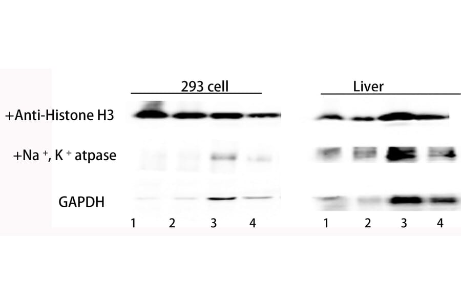 Western Blot - Total Protein Extraction Kit for Animal Cultured Cells/Tissues (A319607) - Antibodies.com