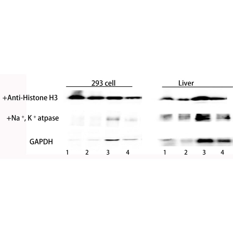 Western Blot - Total Protein Extraction Kit for Animal Cultured Cells/Tissues (A319607) - Antibodies.com