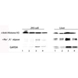 Western Blot - Total Protein Extraction Kit for Animal Cultured Cells/Tissues (A319607) - Antibodies.com