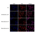 Immunocytochemistry - Enhanced Antifade Mounting Medium (A319608) - Antibodies.com